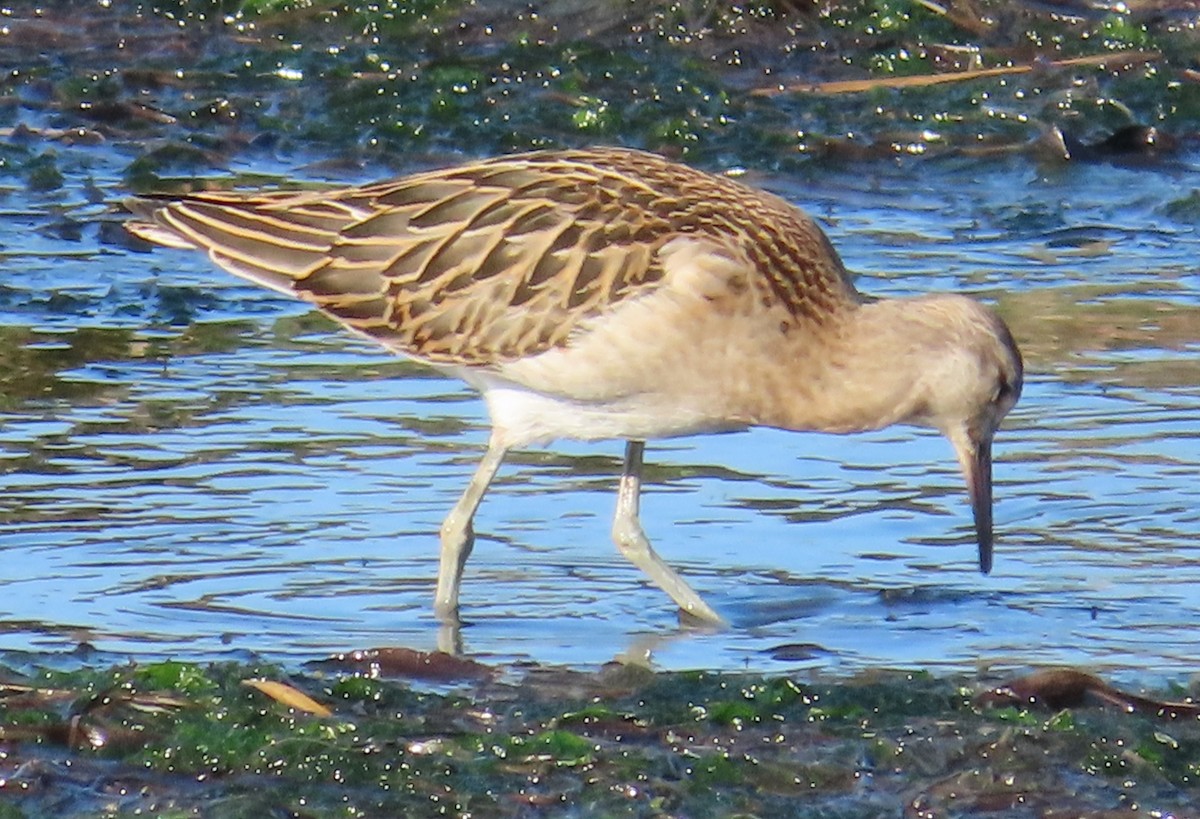 Ruff - ML643298072