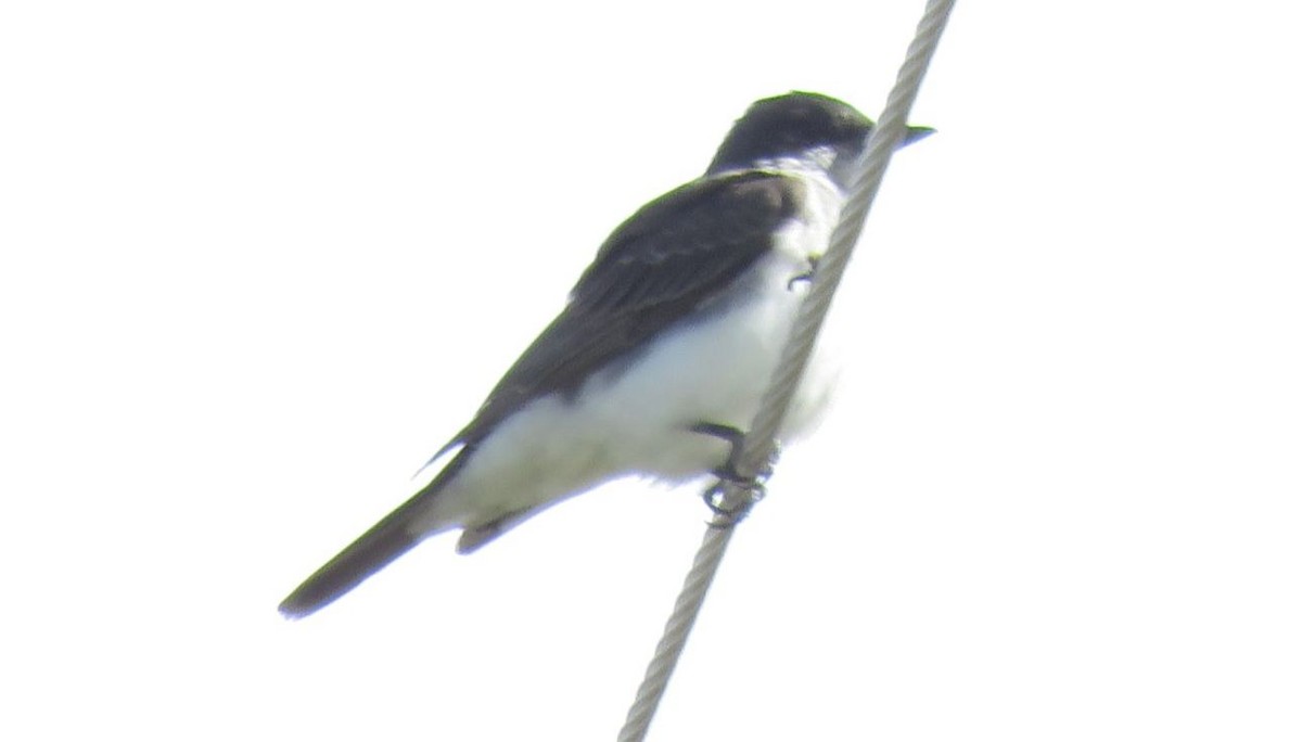 Eastern Kingbird - ML643298077