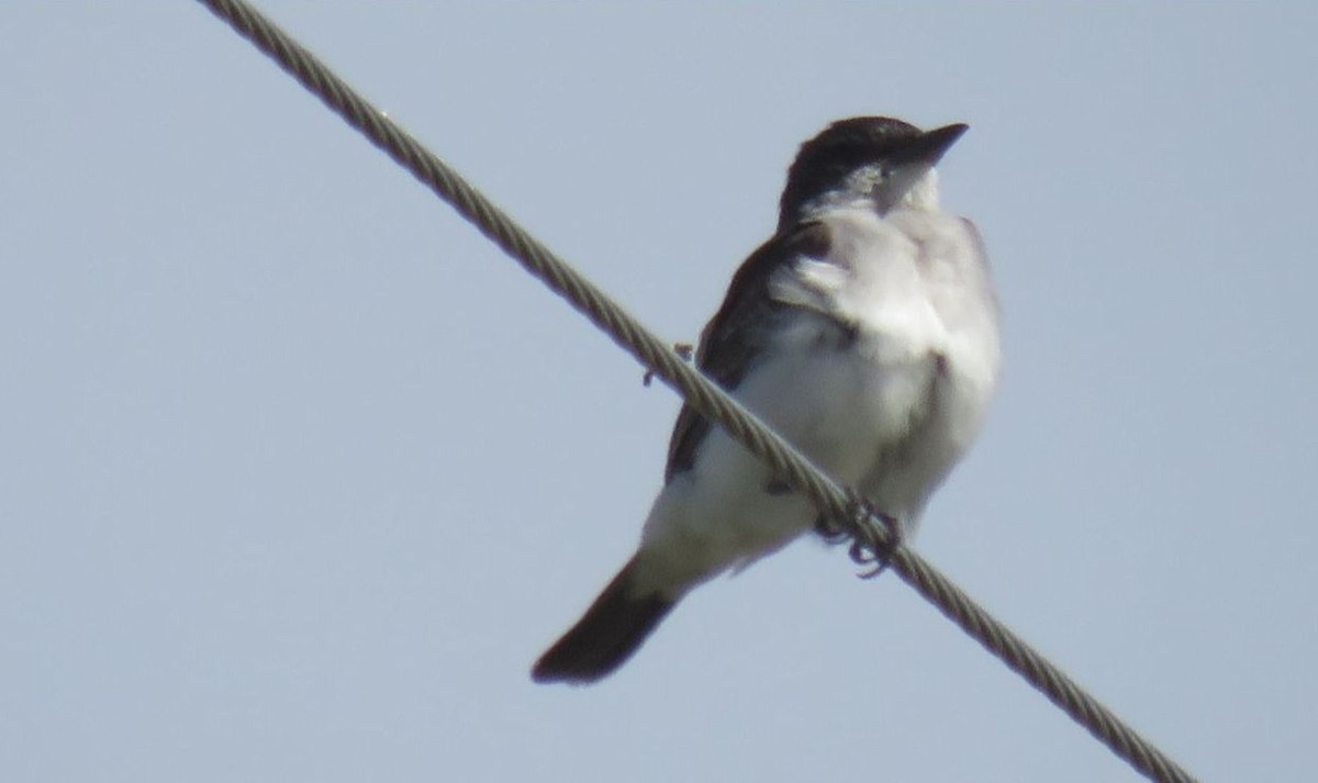 Eastern Kingbird - ML643298078