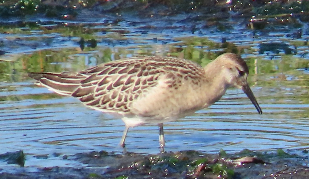 Ruff - ML643298115