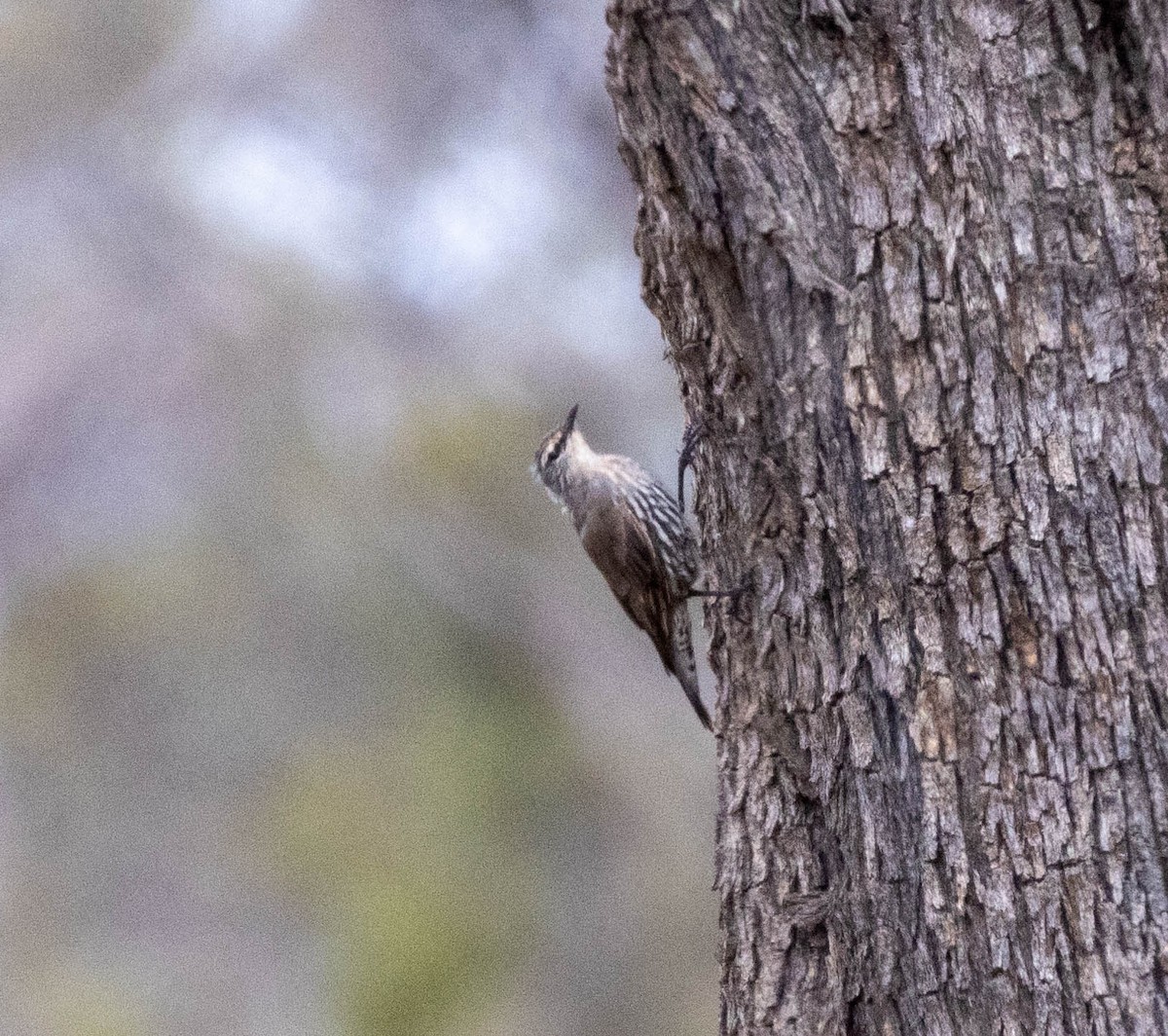 White-browed Treecreeper - ML643298133