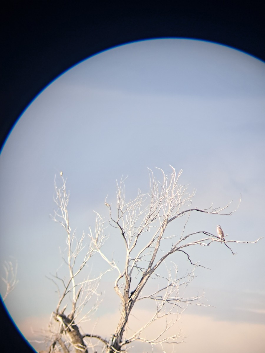 Prairie Falcon - ML643298136
