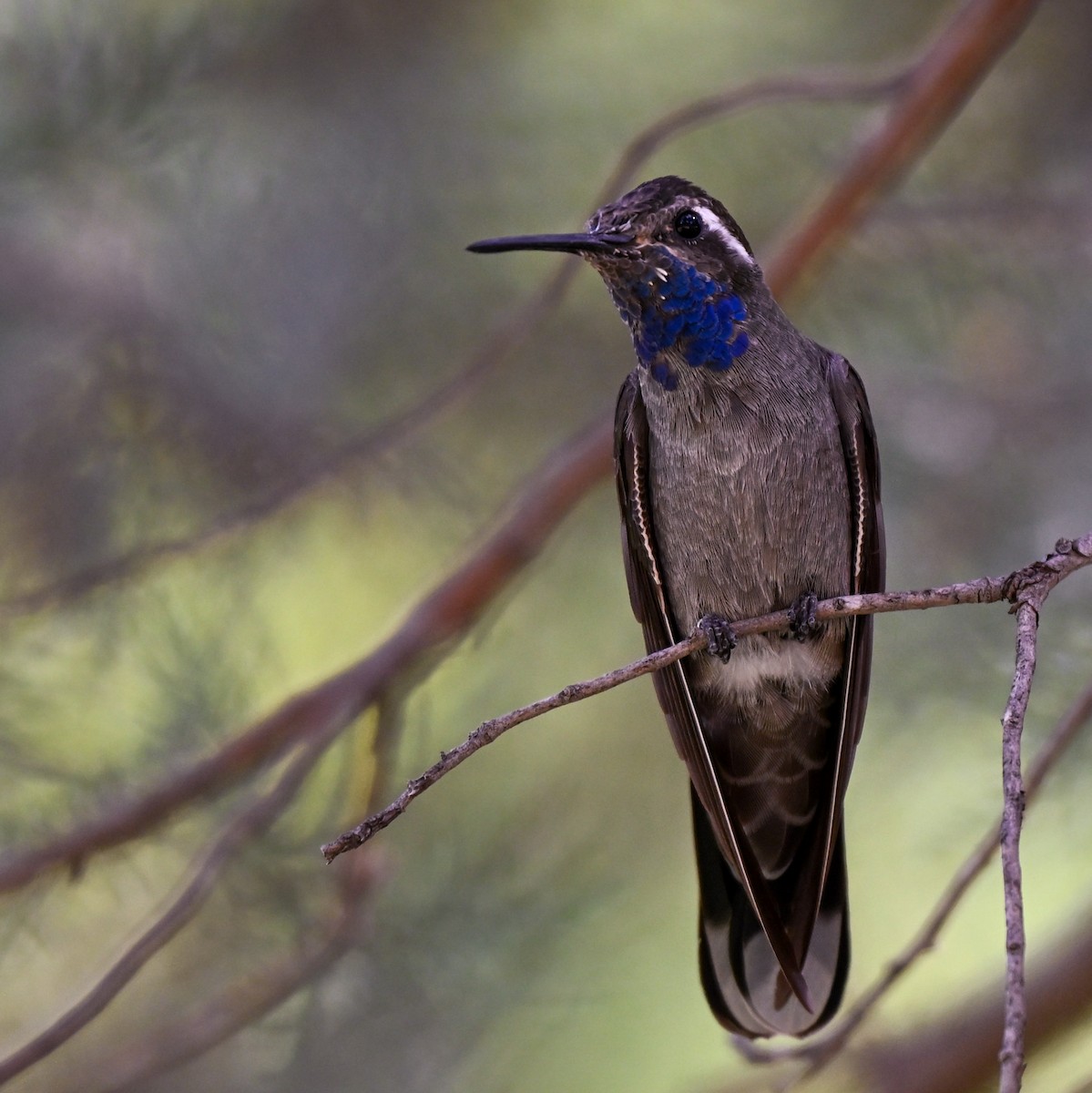 Blue-throated Mountain-gem - ML643298152