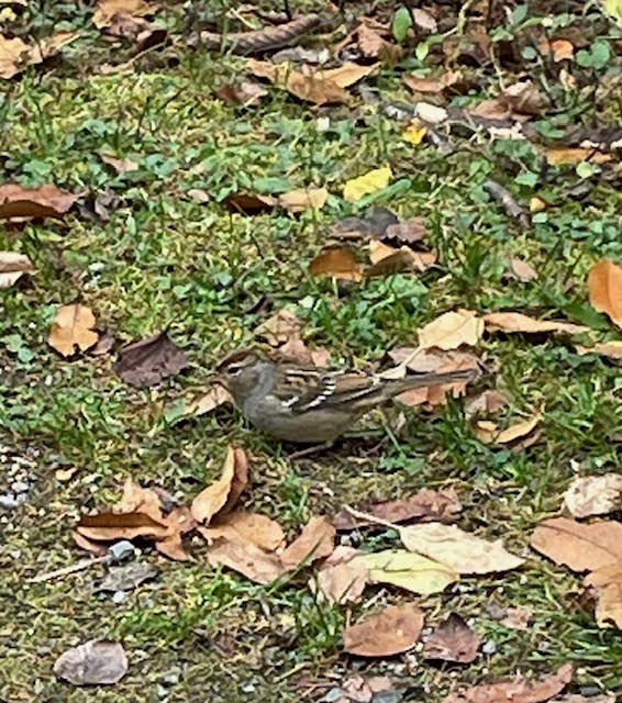 White-crowned Sparrow - ML643298210