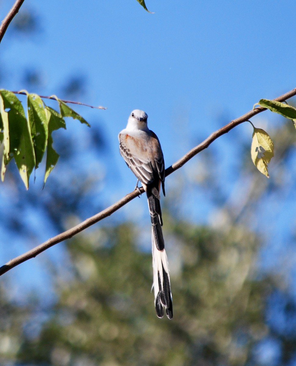 Scissor-tailed Flycatcher - ML643298216