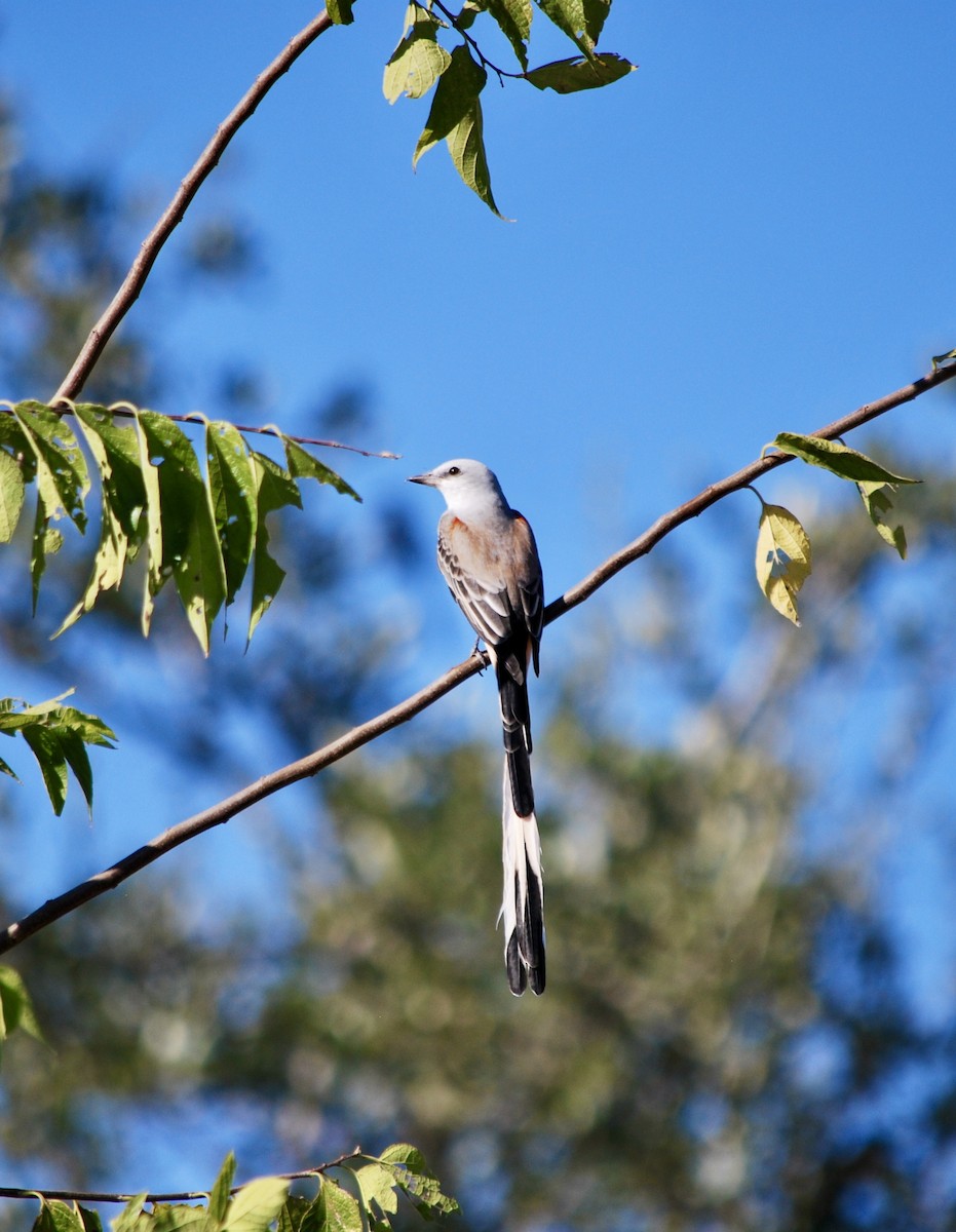 Scissor-tailed Flycatcher - ML643298217