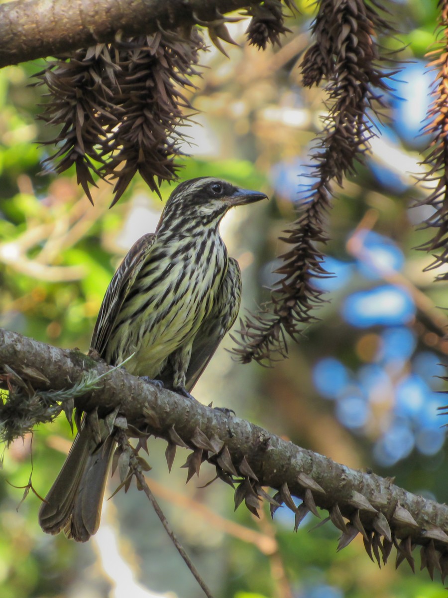 Streaked Flycatcher - ML643298221