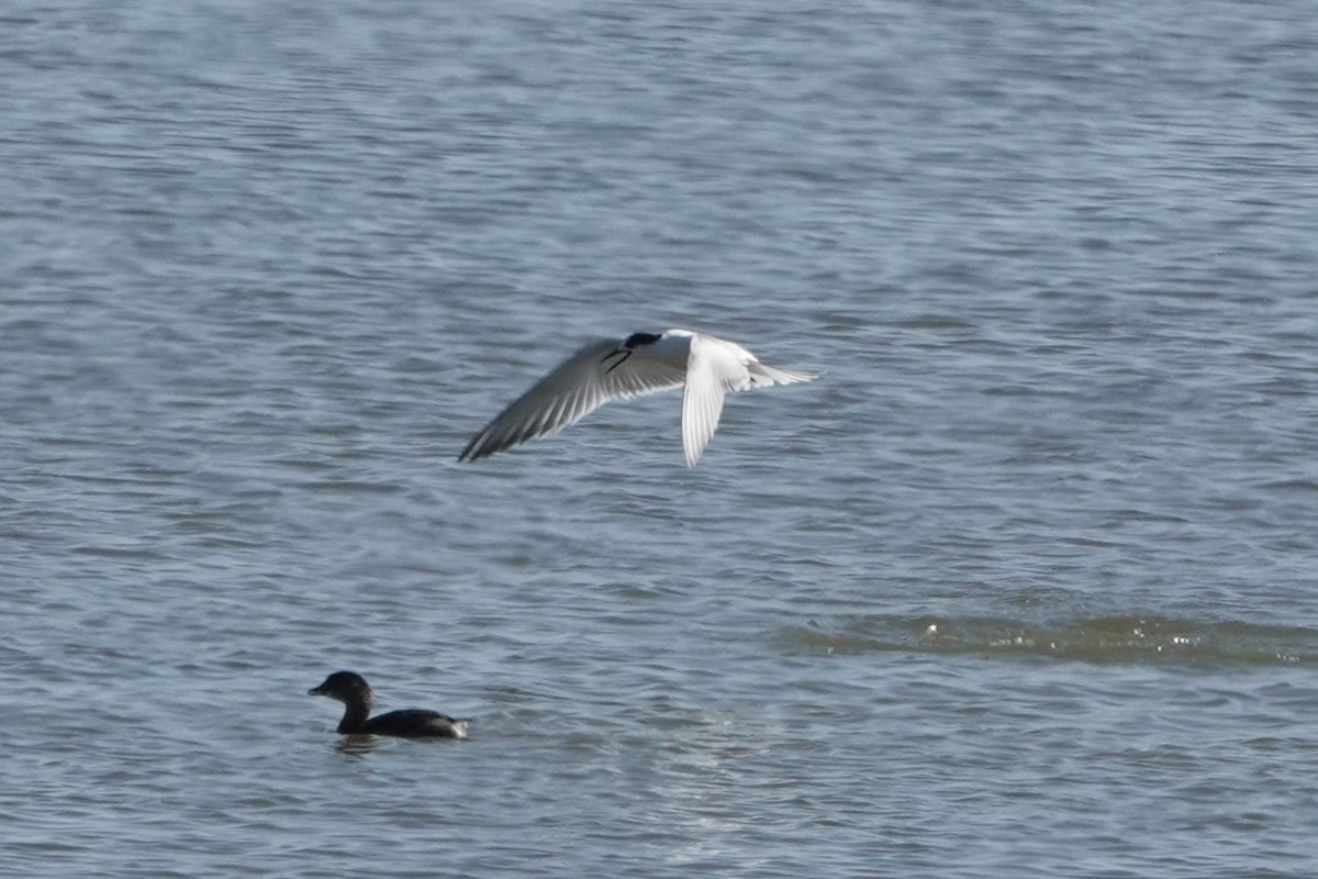 Common Tern - ML643298229