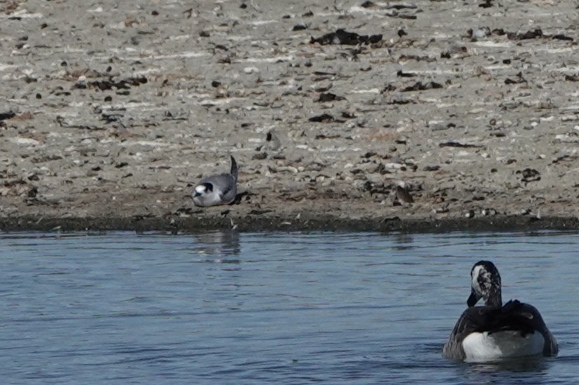 Common Tern - ML643298230