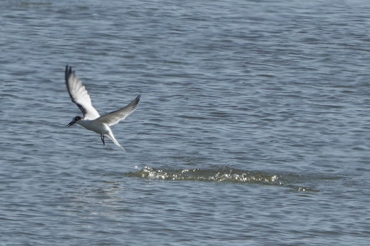 Common Tern - ML643298231