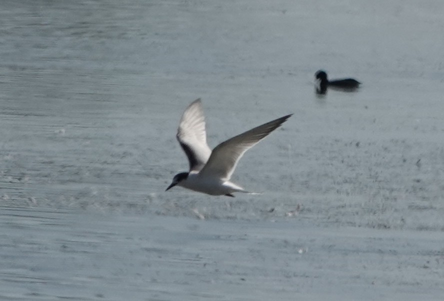 Common Tern - ML643298232