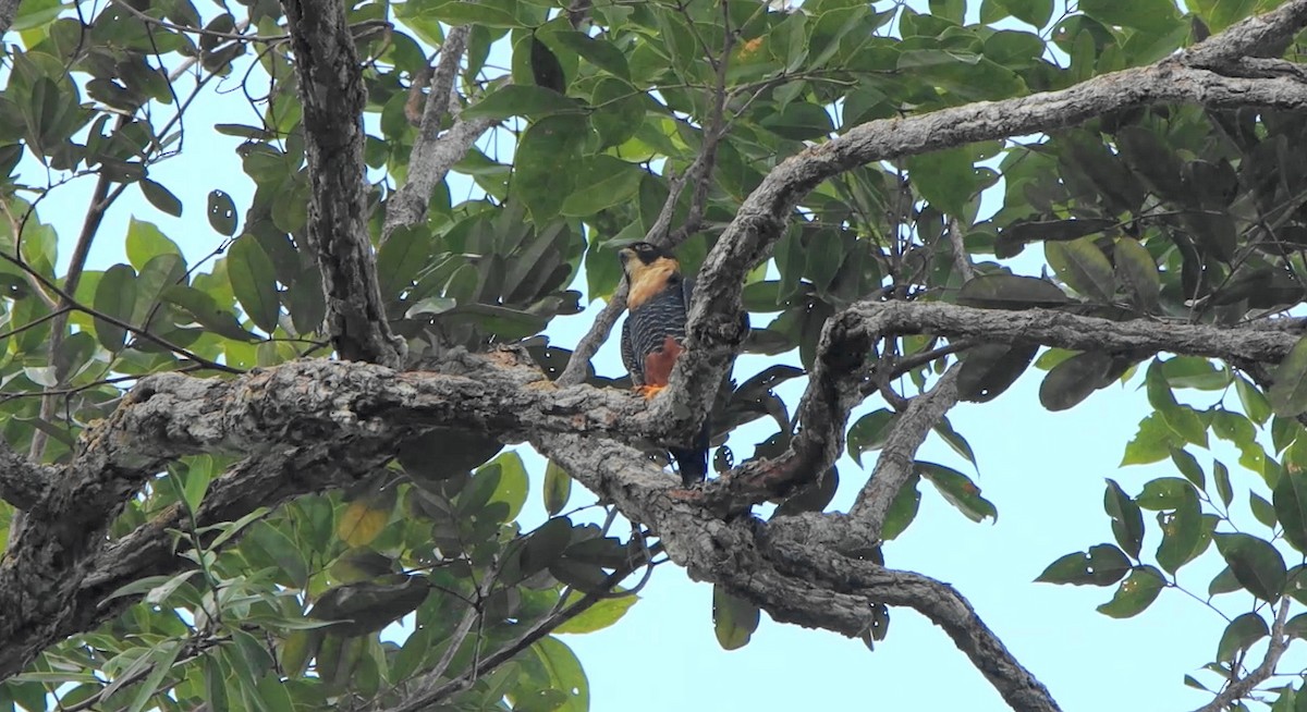 Bat Falcon - ML643298234