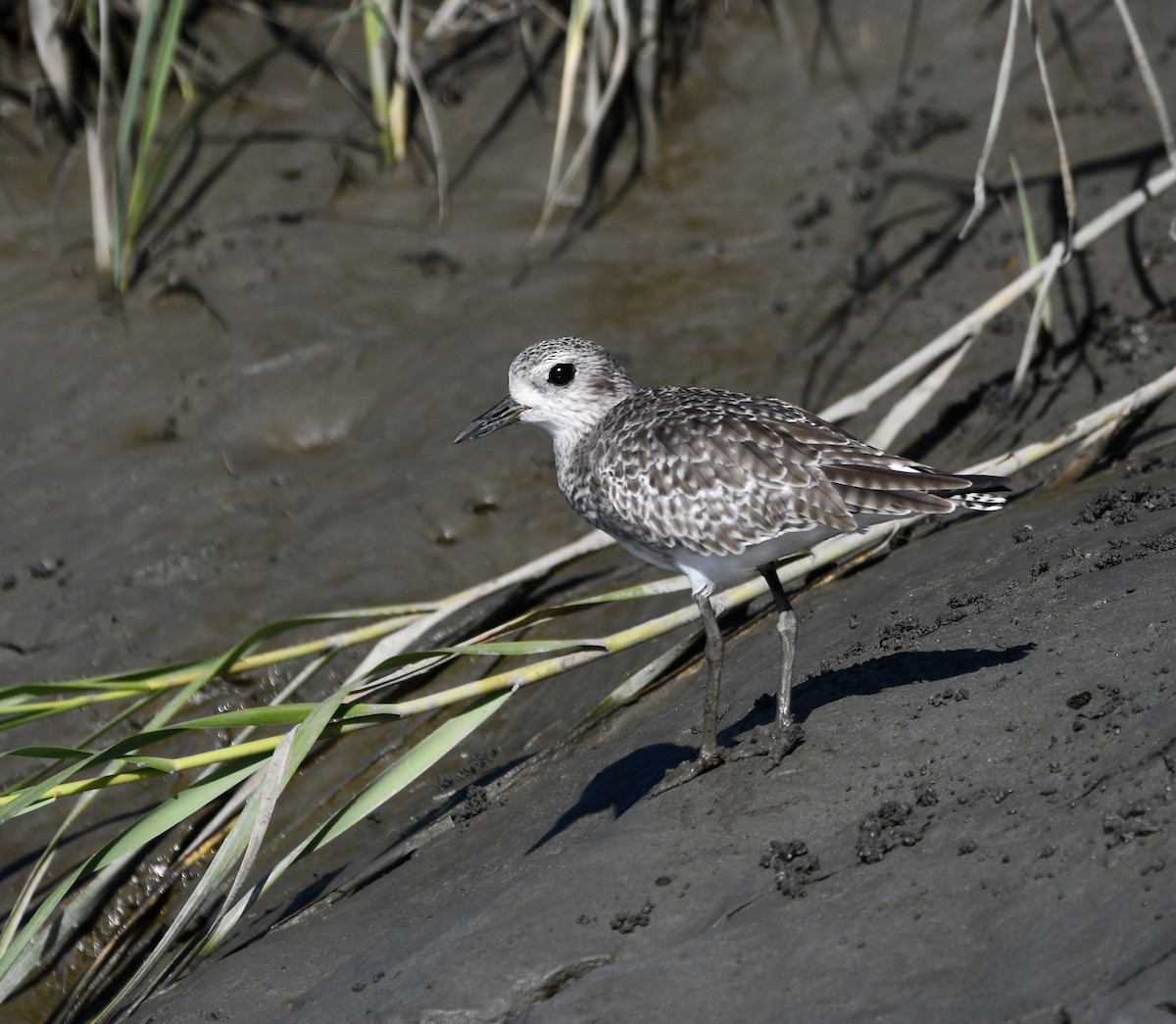 Black-bellied Plover - ML643298239