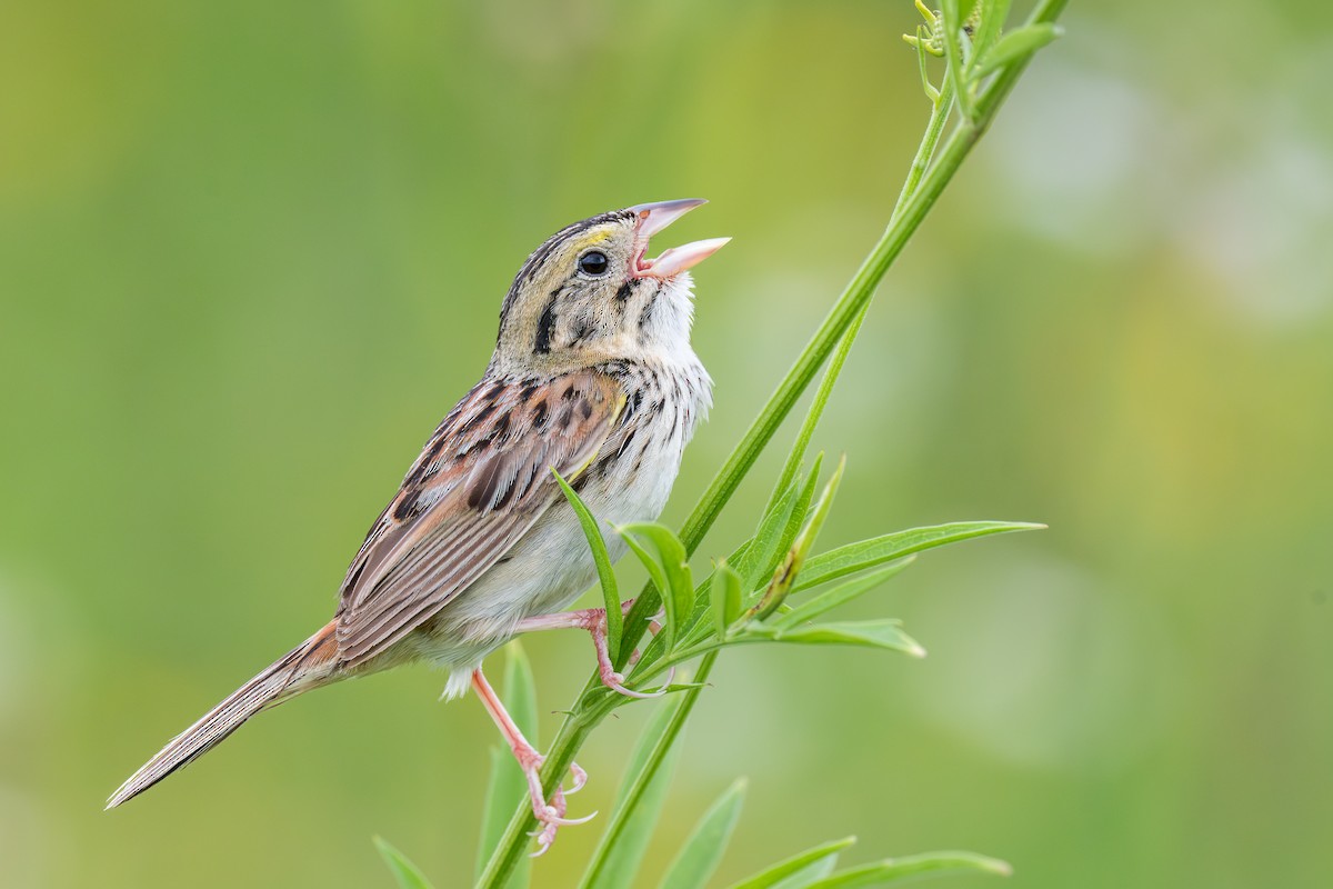 Henslow's Sparrow - ML643298294