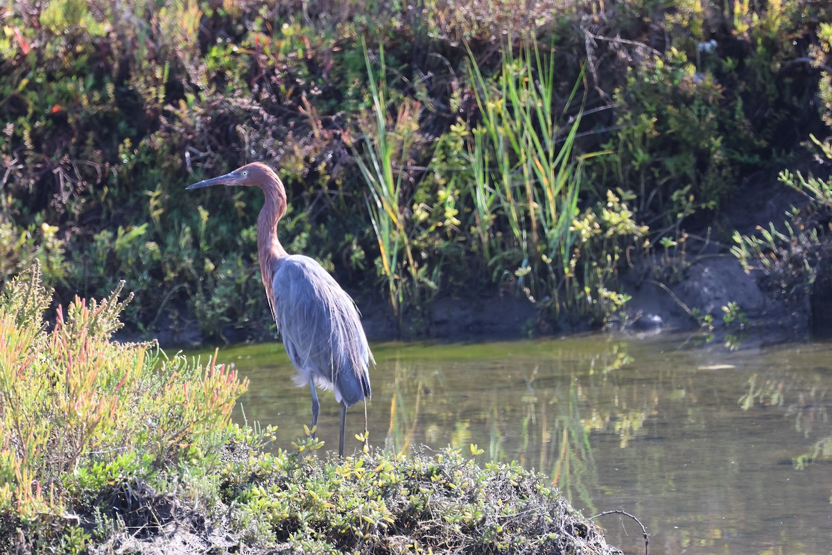 Reddish Egret - ML643298295