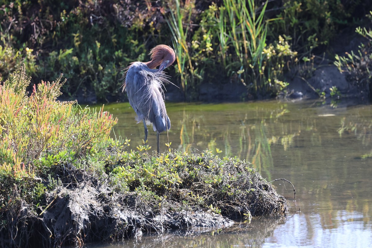 Reddish Egret - ML643298296