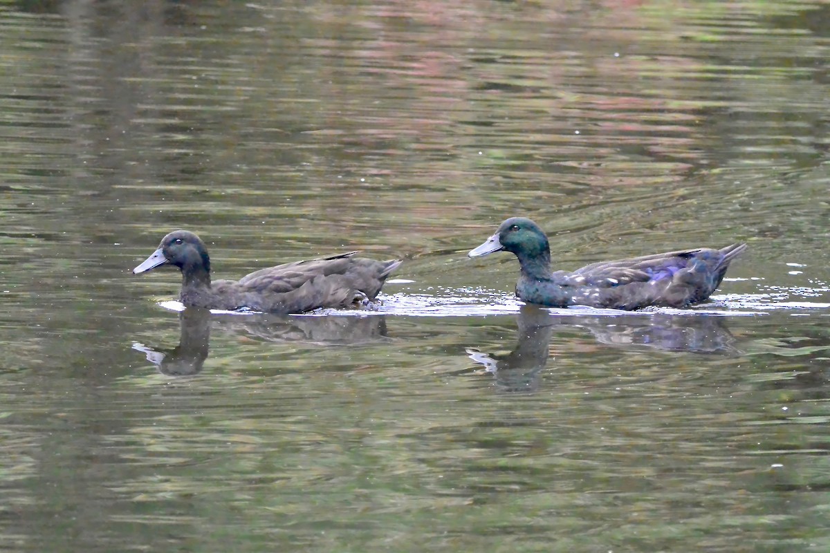 Mallard (Domestic type) - ML643298305