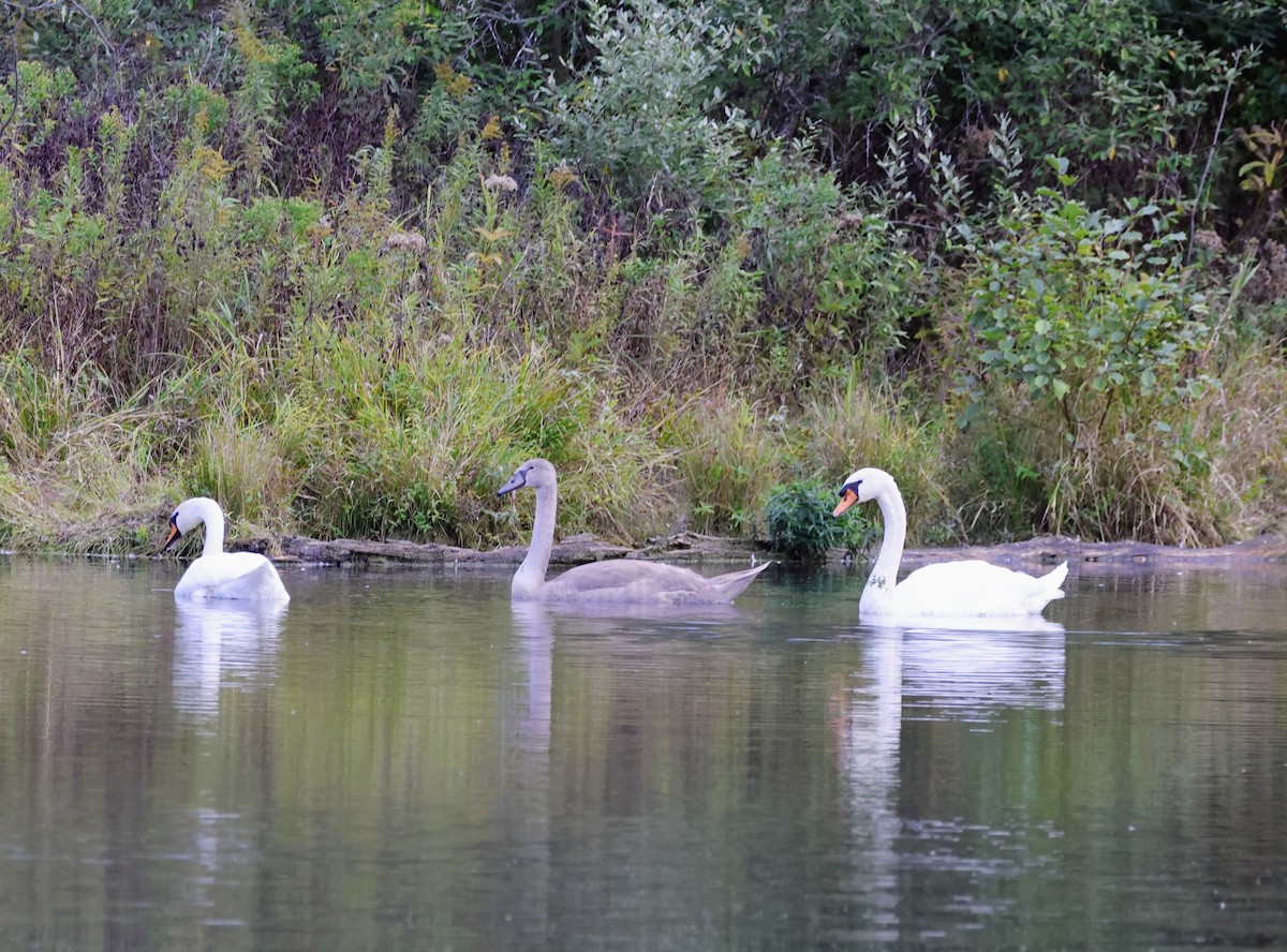 Cygne tuberculé - ML643298308