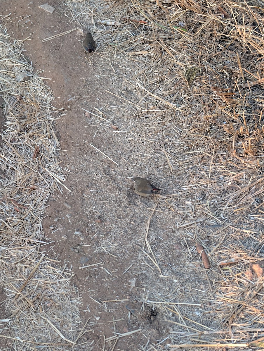Red-billed Firefinch - ML643298310