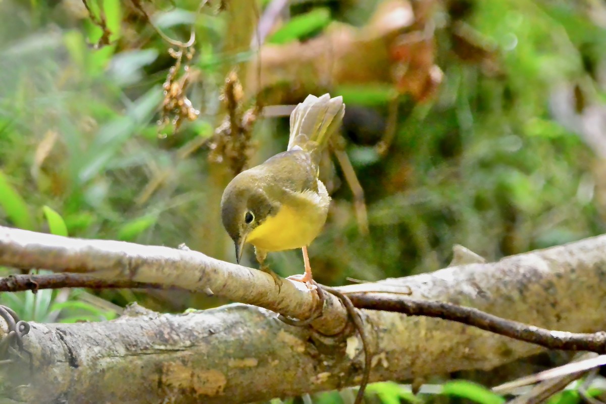 Common Yellowthroat - ML643298313