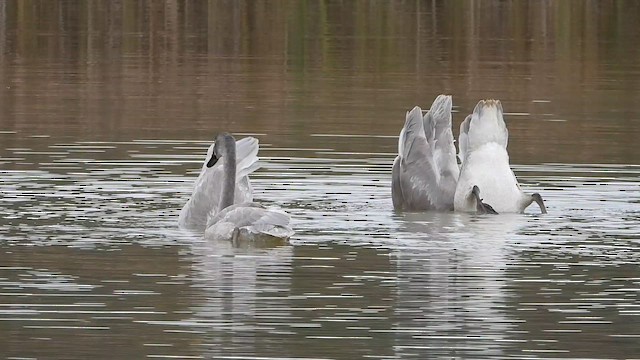Trumpeter Swan - ML643298417