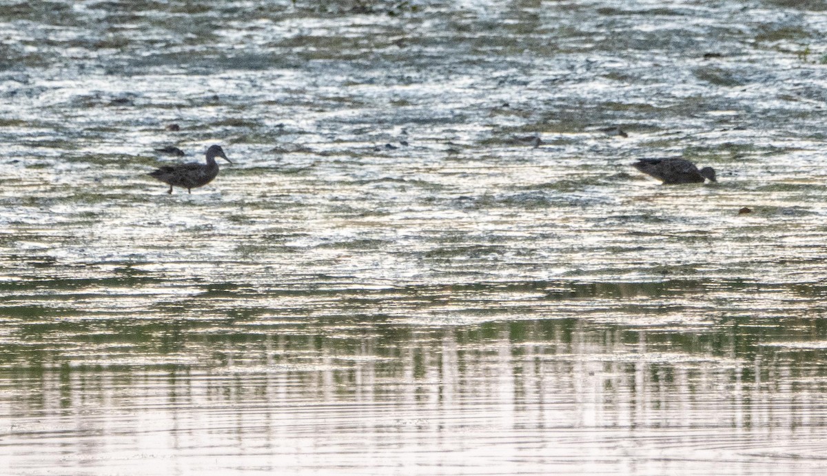 Blue-winged Teal - ML643298419
