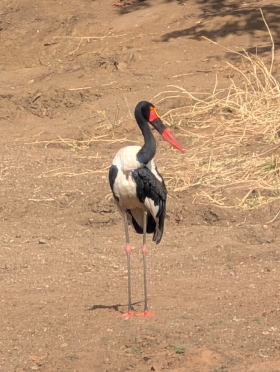 Saddle-billed Stork - ML643298435
