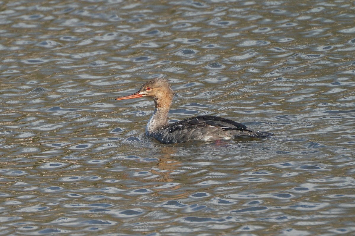Red-breasted Merganser - ML643298457