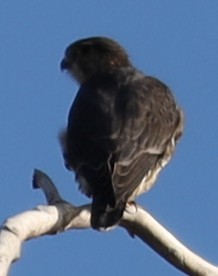 Merlin - ML643298458