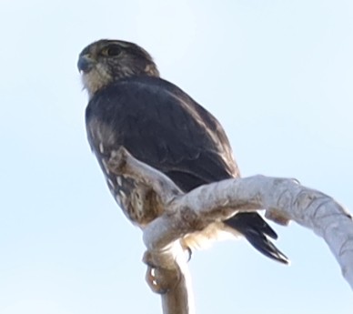 Merlin - ML643298459