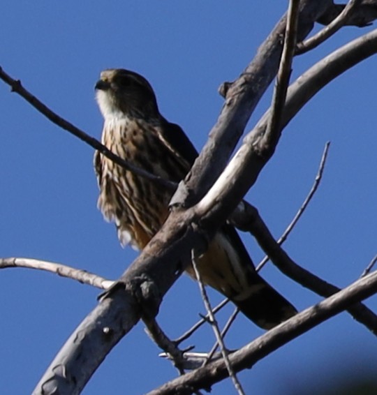 Merlin - ML643298460