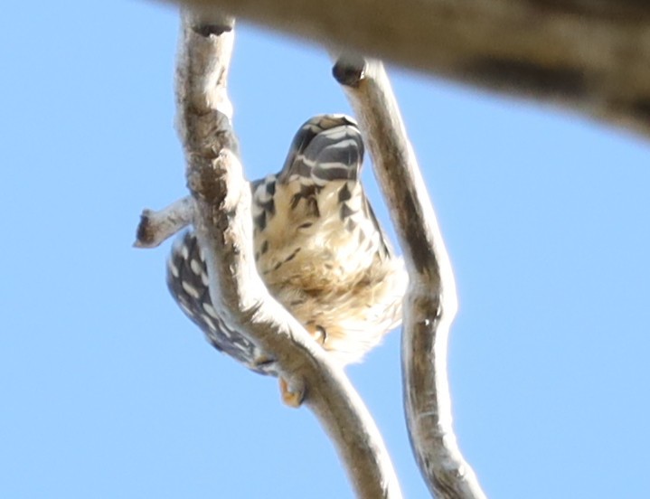 Merlin - ML643298461