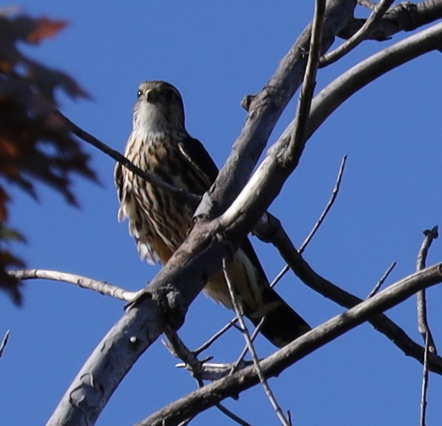 Merlin - ML643298462