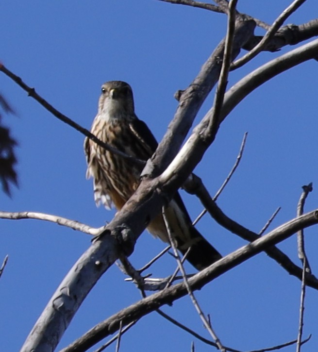 Merlin - ML643298463