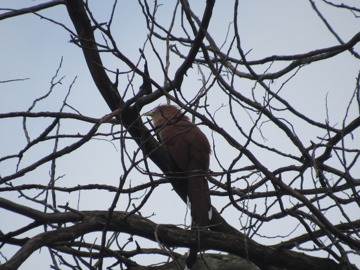 Squirrel Cuckoo - ML643298466