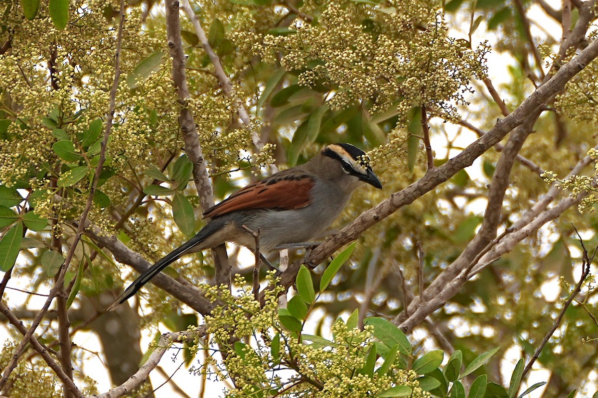 Black-crowned Tchagra - ML643298477