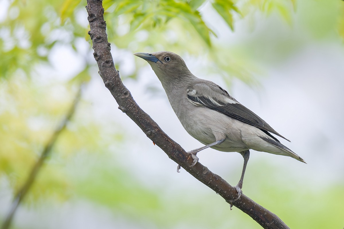 White-shouldered Starling - ML643298479