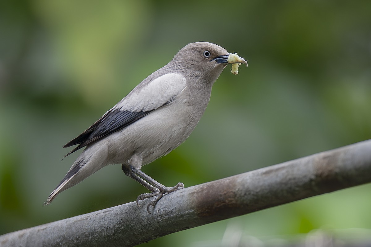 White-shouldered Starling - ML643298480