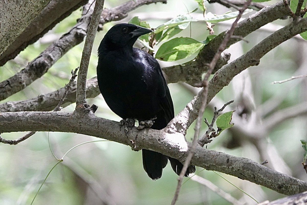 Melodious Blackbird - ML643298484