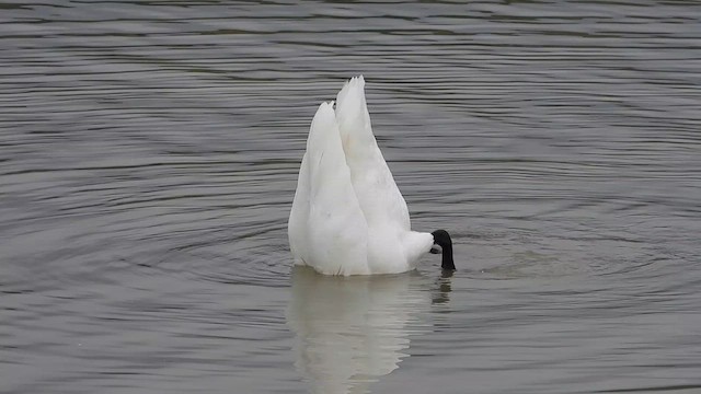 Trumpeter Swan - ML643298487