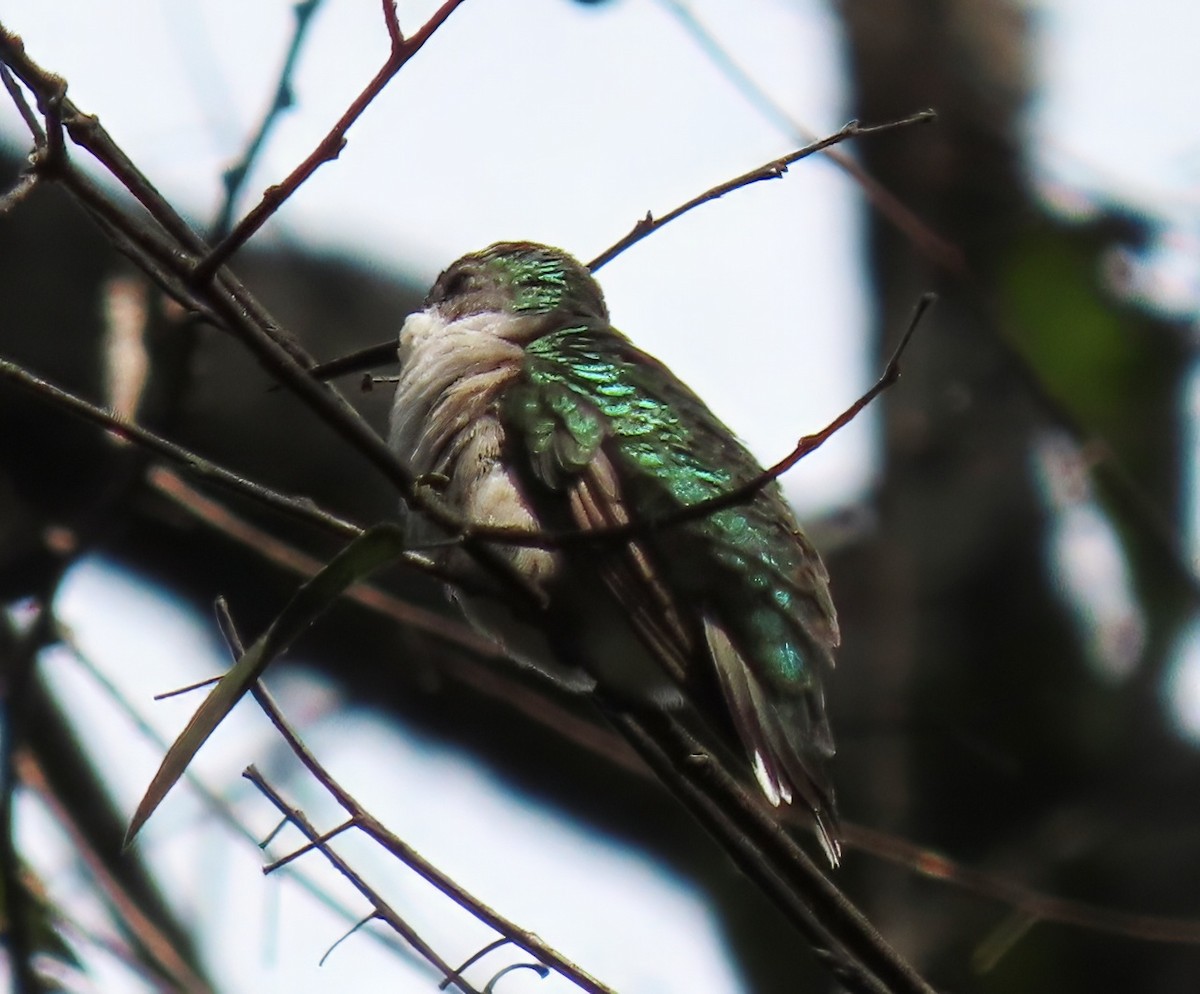 Yakut Boğazlı Kolibri - ML643298493