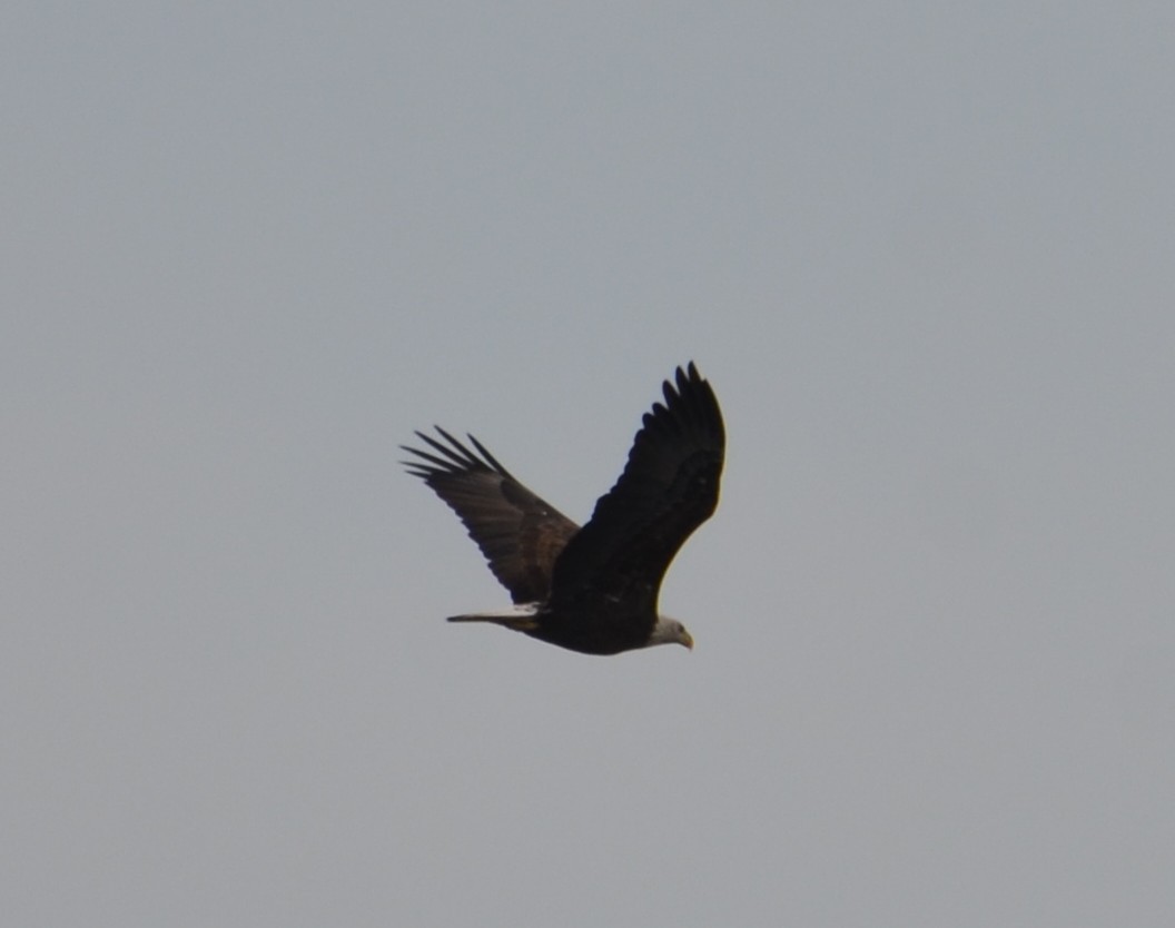 Ak Başlı Kartal - ML643298497