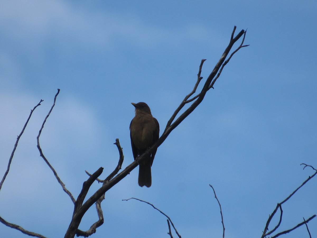 Clay-colored Thrush - ML643298528