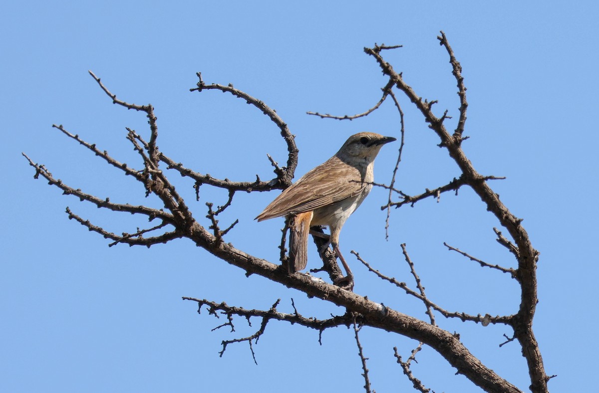 Rufous Songlark - ML643298531