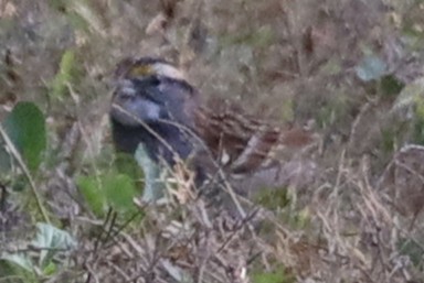 White-throated Sparrow - ML643298535