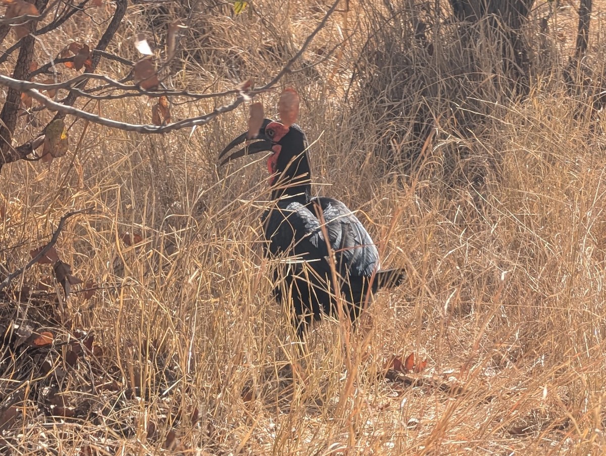 Southern Ground-Hornbill - ML643298542