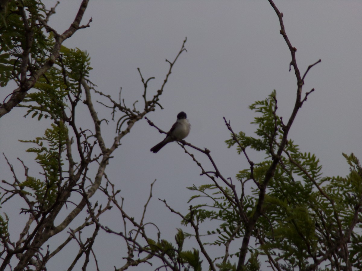 White-naped Xenopsaris - ML643298545