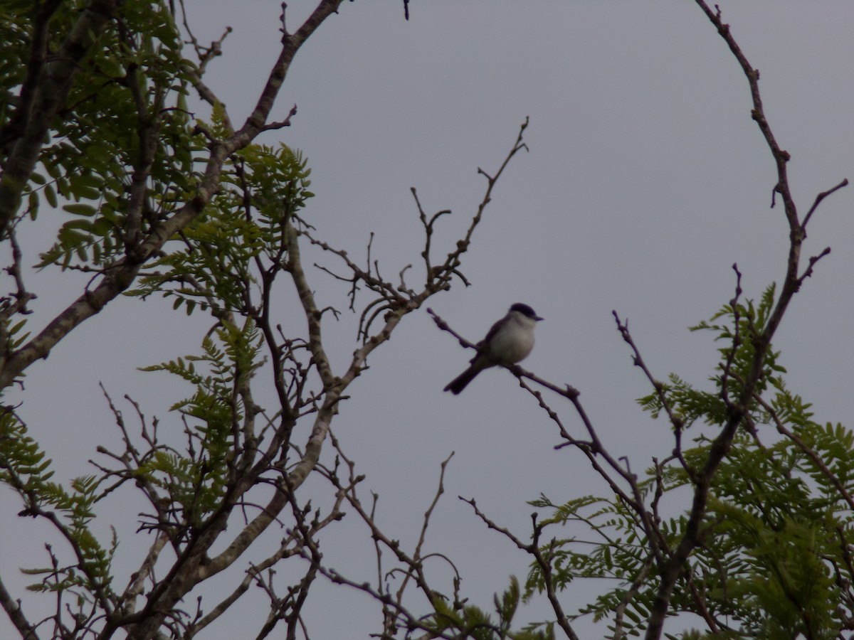 White-naped Xenopsaris - ML643298546