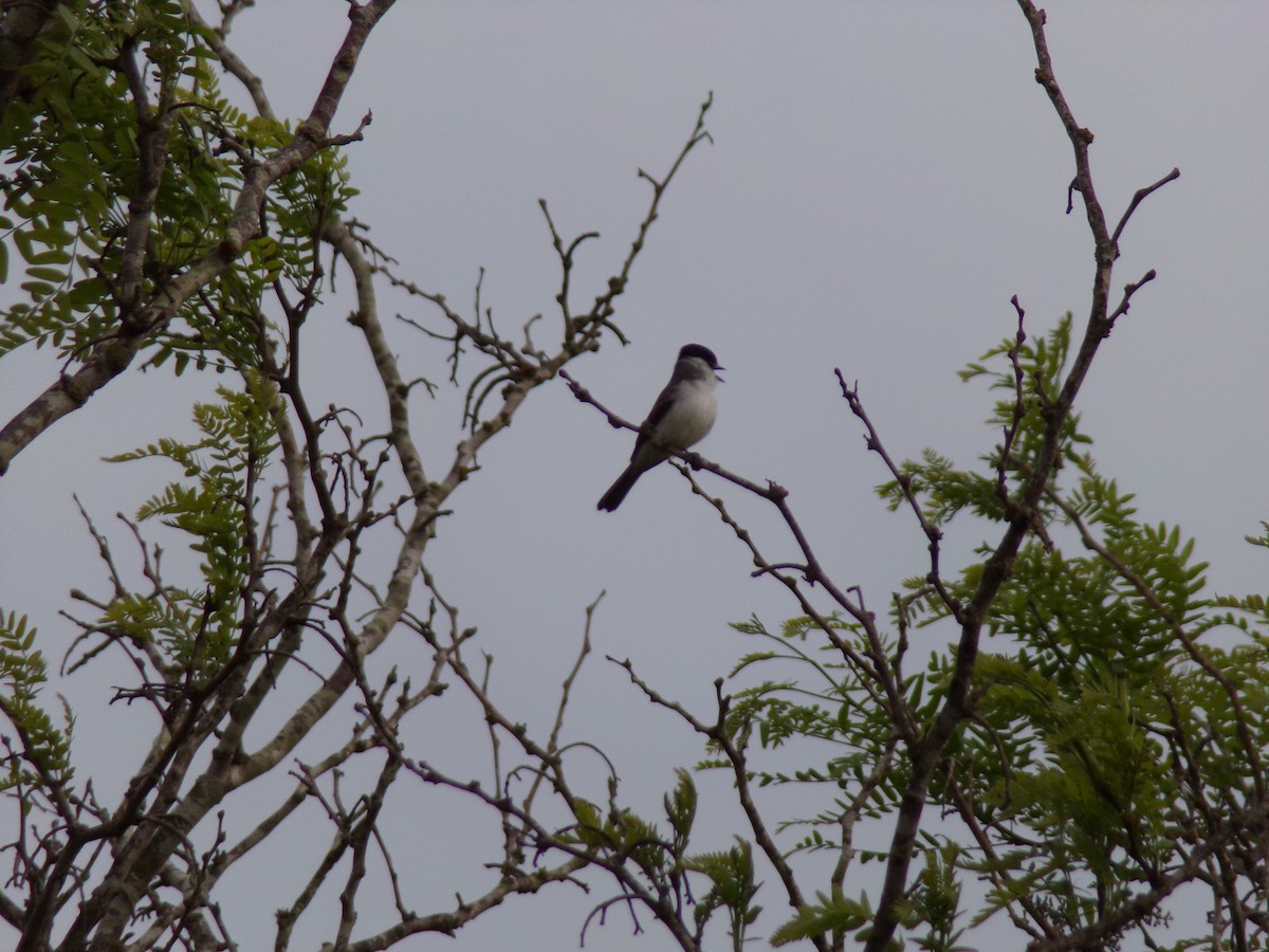 White-naped Xenopsaris - ML643298547