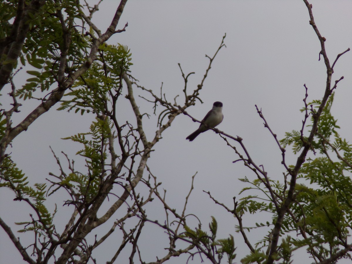White-naped Xenopsaris - ML643298548